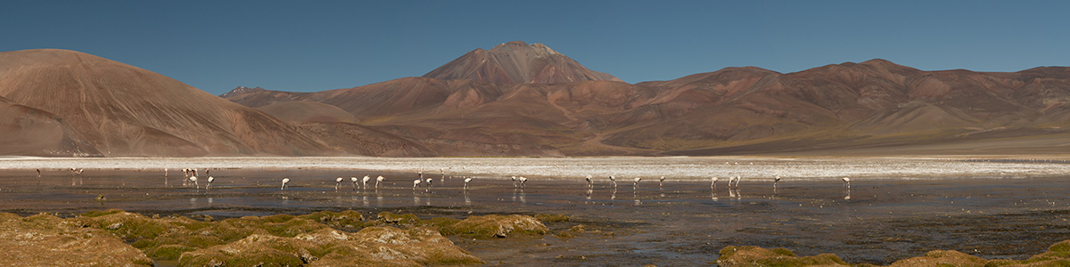 Catamarca - Ruta de los seismiles - Laguna flamencos